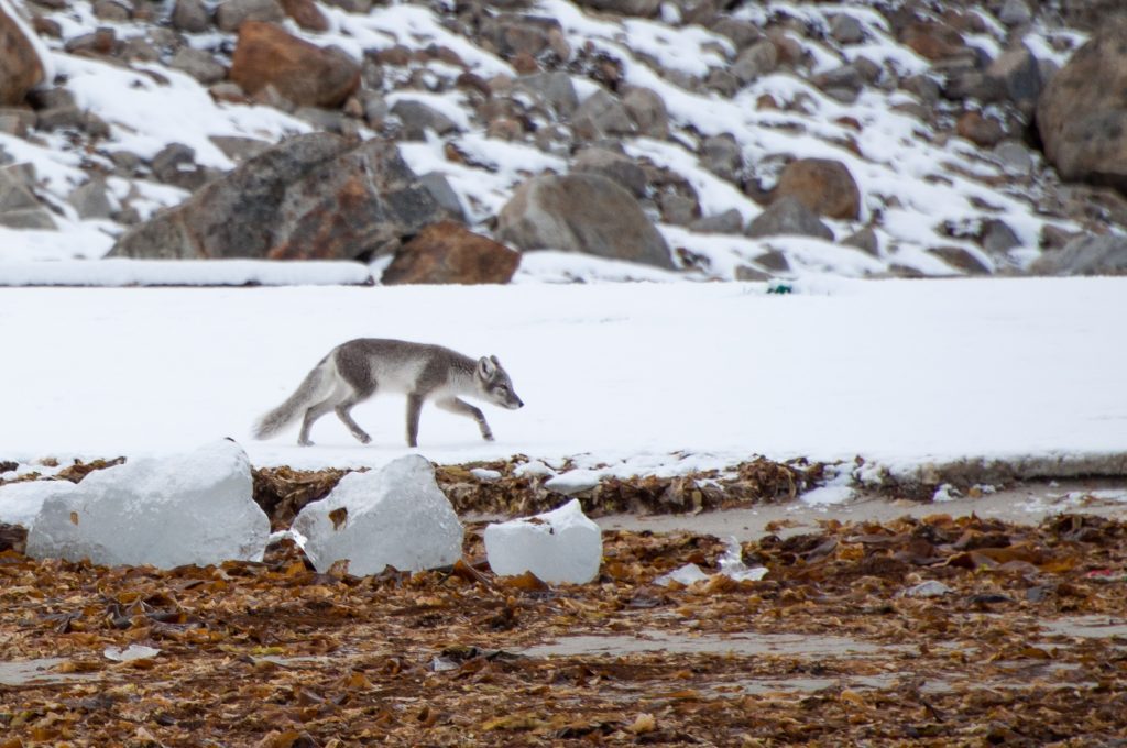 An arctic fox running in the snow in Svalbard.