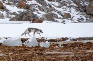 An arctic fox running in the snow in Svalbard.