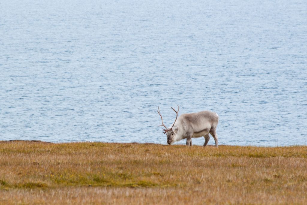 A reindeer grazing in the grass near the sea.