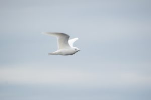 An ivory gull flying in Svalbard.