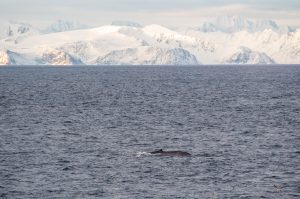 The fin of a blue whale with snow covered mountains in background.