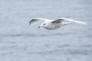 A white seabird flying over the ocean. 