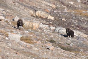 Two musk ox in East Greenland.