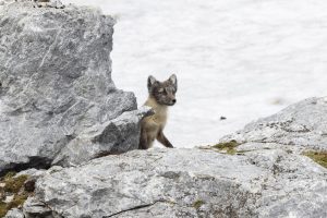An arctic fox walking on large boulder.