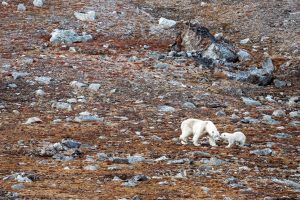 Two polar bears on the colorful tundra.