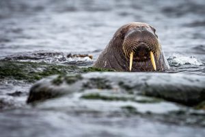 A walrus head & tusks poking out of the water.