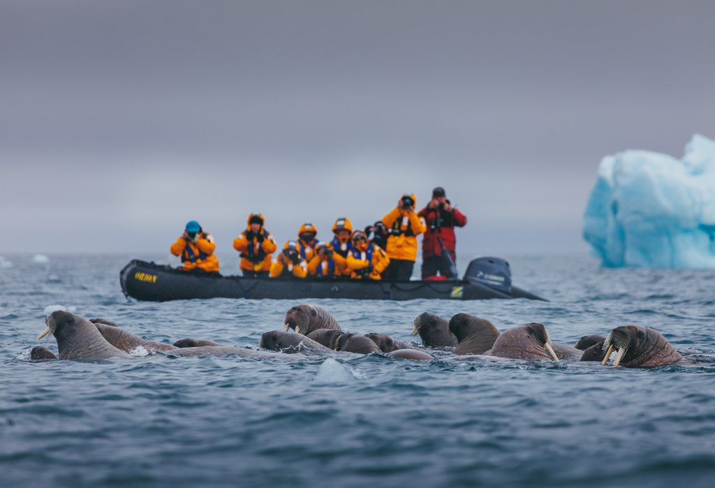 Guest watching walrus swim from a zodiac. 