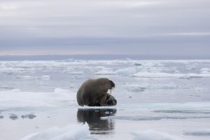 Walrus on an ice floe.