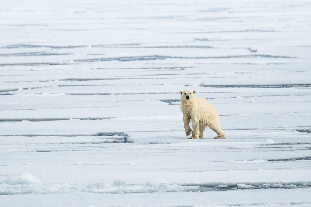 Polar bear on the sea ice.