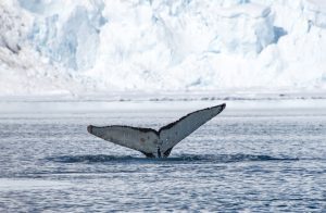 White fluke of humpback whale.