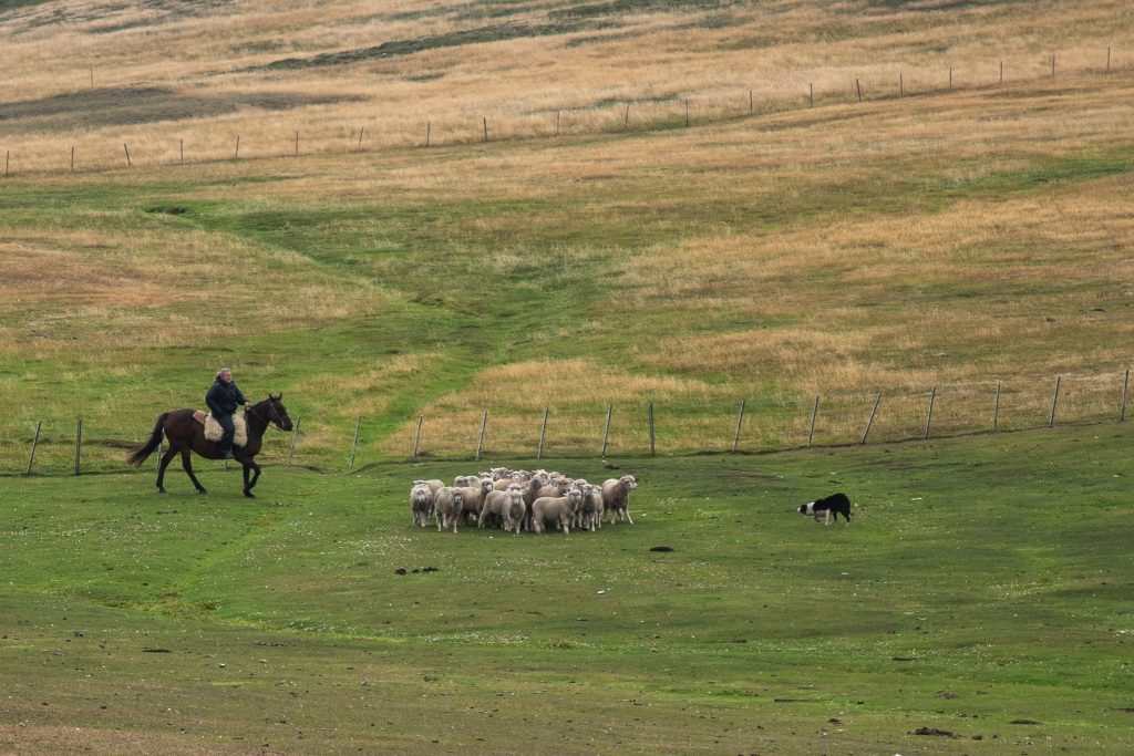 a group of sheep and a person on horseback.