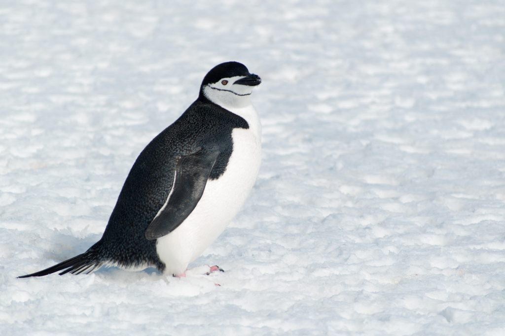 A chinstrap penguin on the snow. 