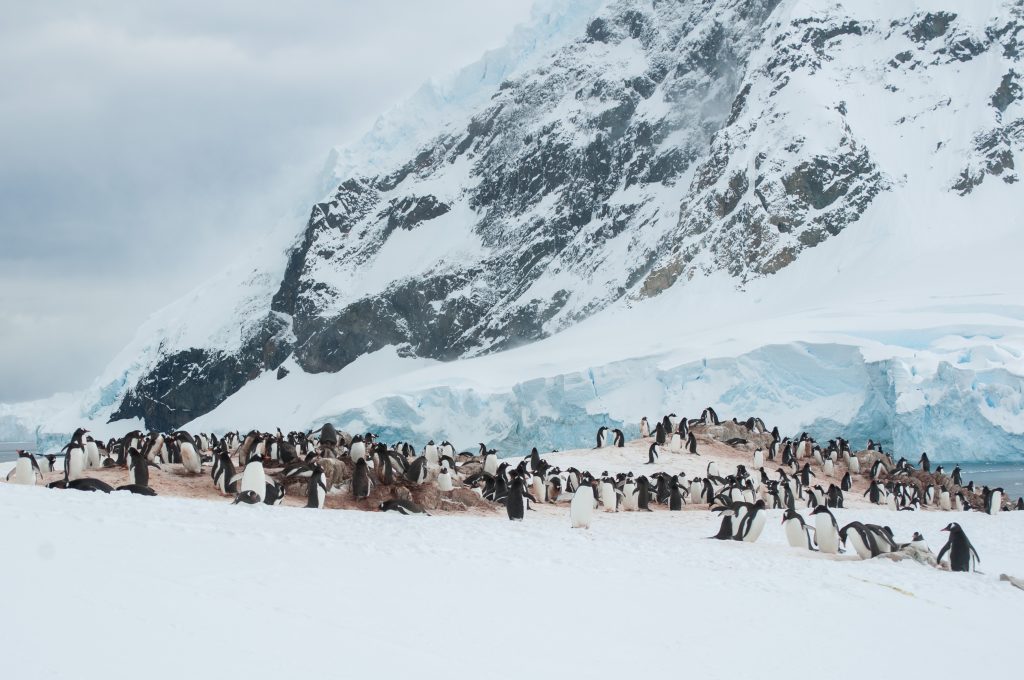 Gentoo penguin colony with steep mountain cliff in background. 