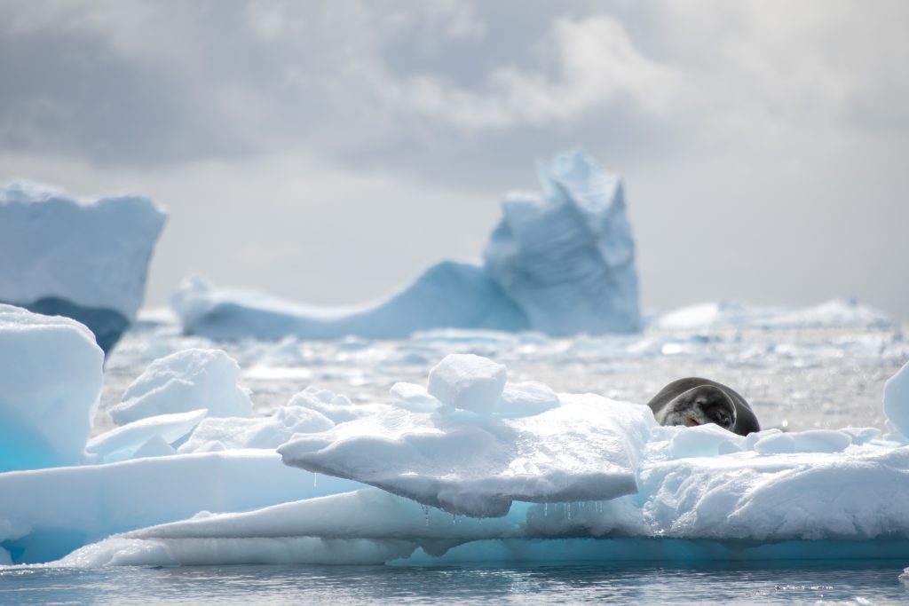 Seal on an ice floe.