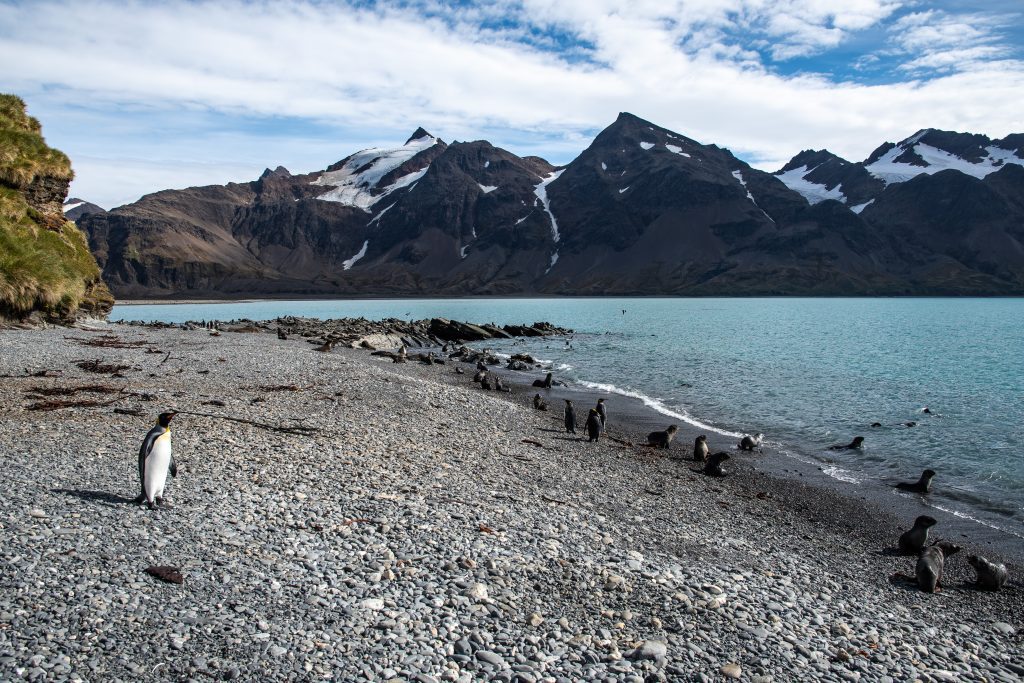 King penguins and fur seals on a beach in South Georgia.