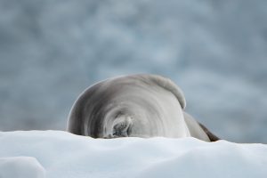 20240207-Antarctica Seaventure-1515