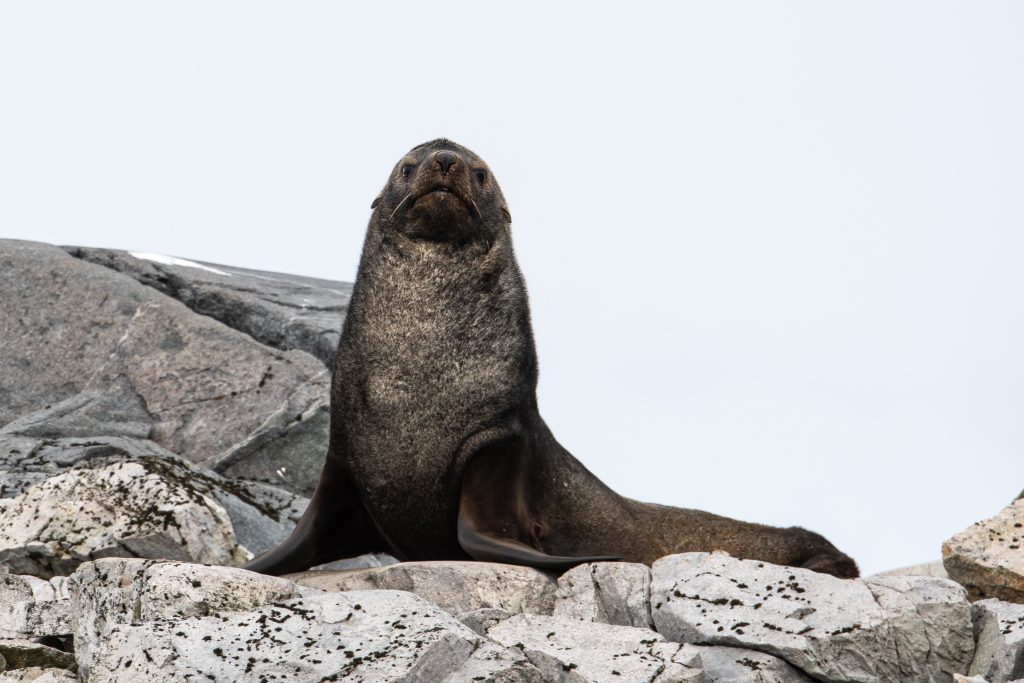 An Antarctic fur seal sitting on a rock. 