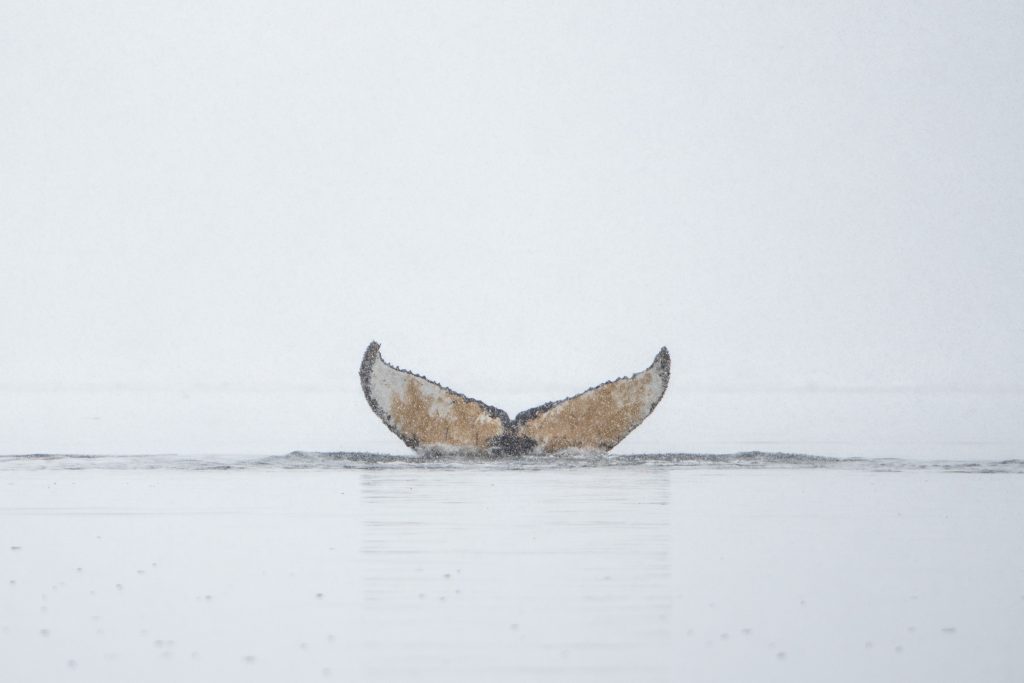 Humpback whale fluke 