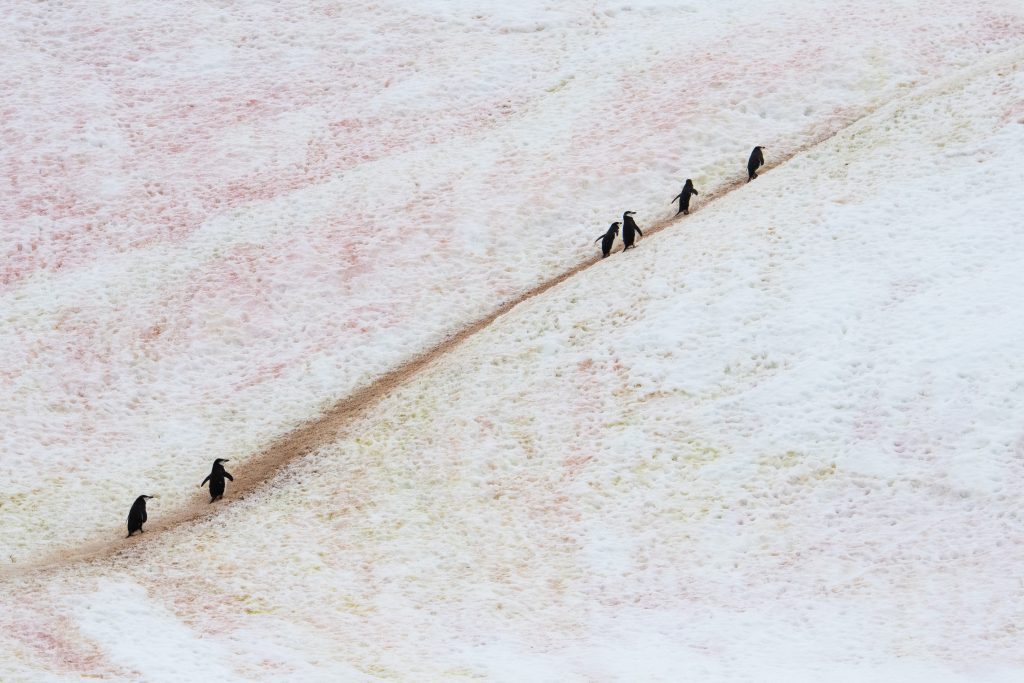 Penguins walking up a snowy hillside. 