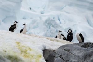 Blue eyed shags on the snow in Antarctica. 