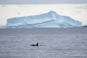 20240207-Antarctica Seaventure-2496