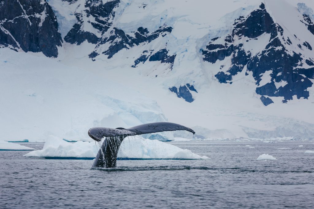 Humpback whale fluke.