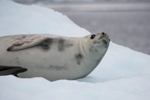 Seal laying on an ice floe. 
