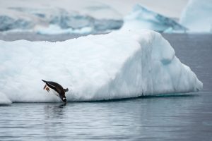 Gentoo penguin diving into the water.