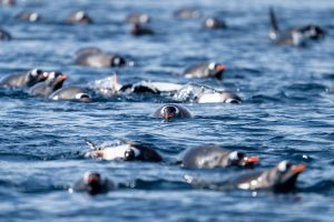 Gentoo penguins swimming in the water.