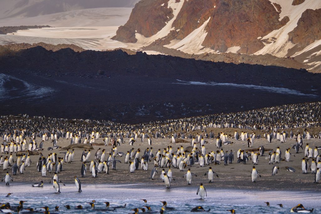 A beach full of king penguins in South Georgia.
