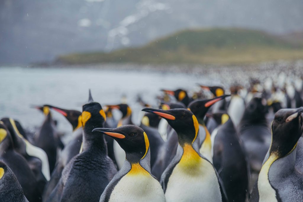King penguins on the beach in South Georgia. 