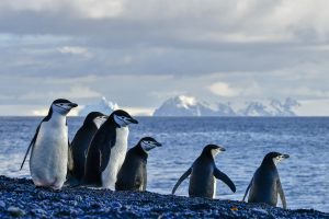 A group of chinstrap penguins standing on the beach.