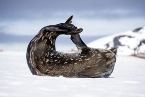 A seal stretching on the ice. 