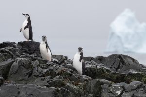 Three chinstrap penguins standing on a rock.