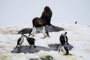 Blue eyed shags and a fur seal on rocks surrounded by snow.