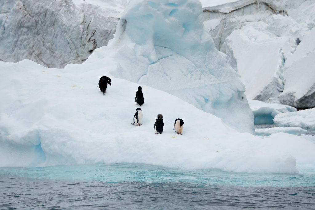 Five penguins on an iceberg in Antarctica.