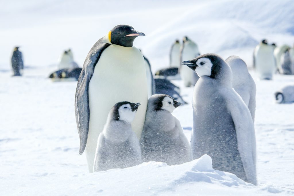 Adult emperor penguin standing with chicks in the snow.