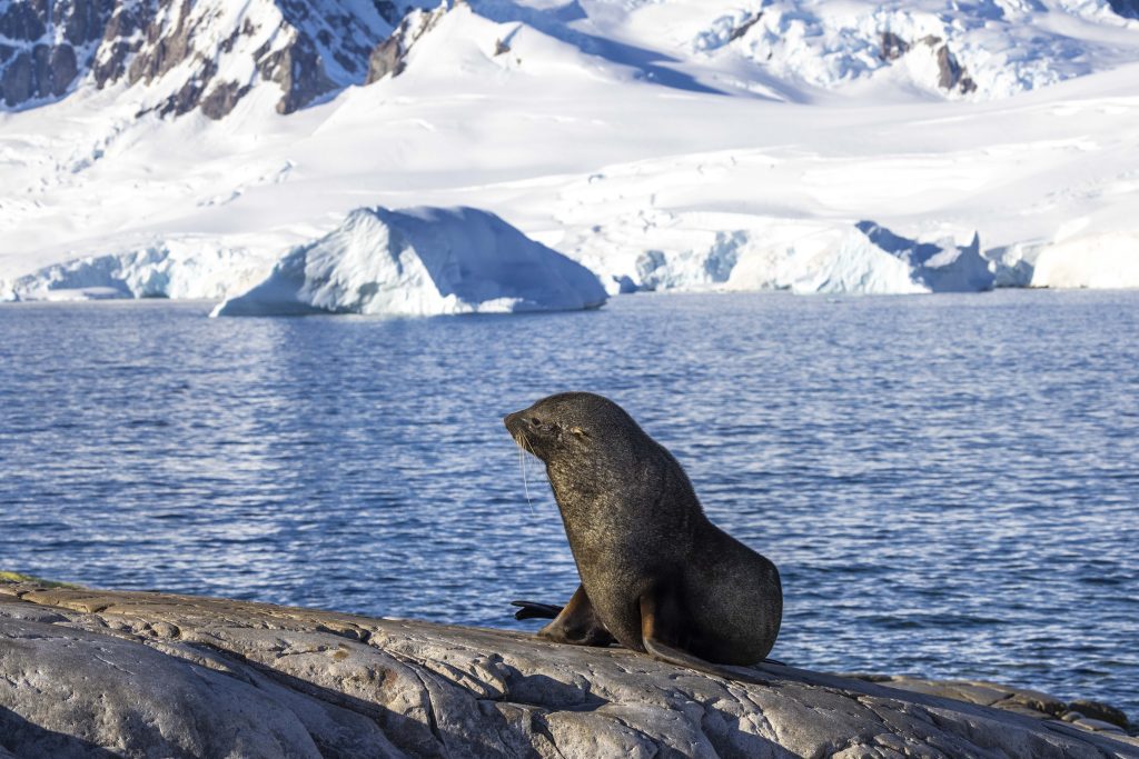 Fur seal on a rock in Antarctica. 