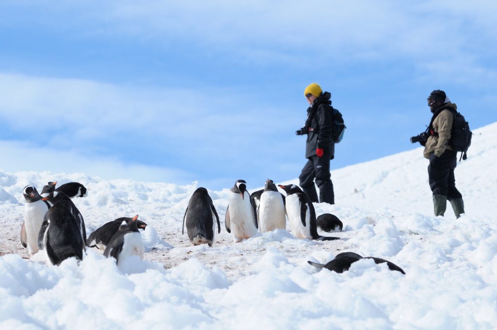 Gentoo penguins in the snow with two guests standing nearby.