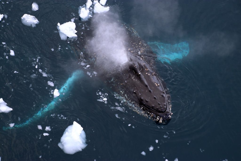 A humpback whale breathing at the surface of the water. 
