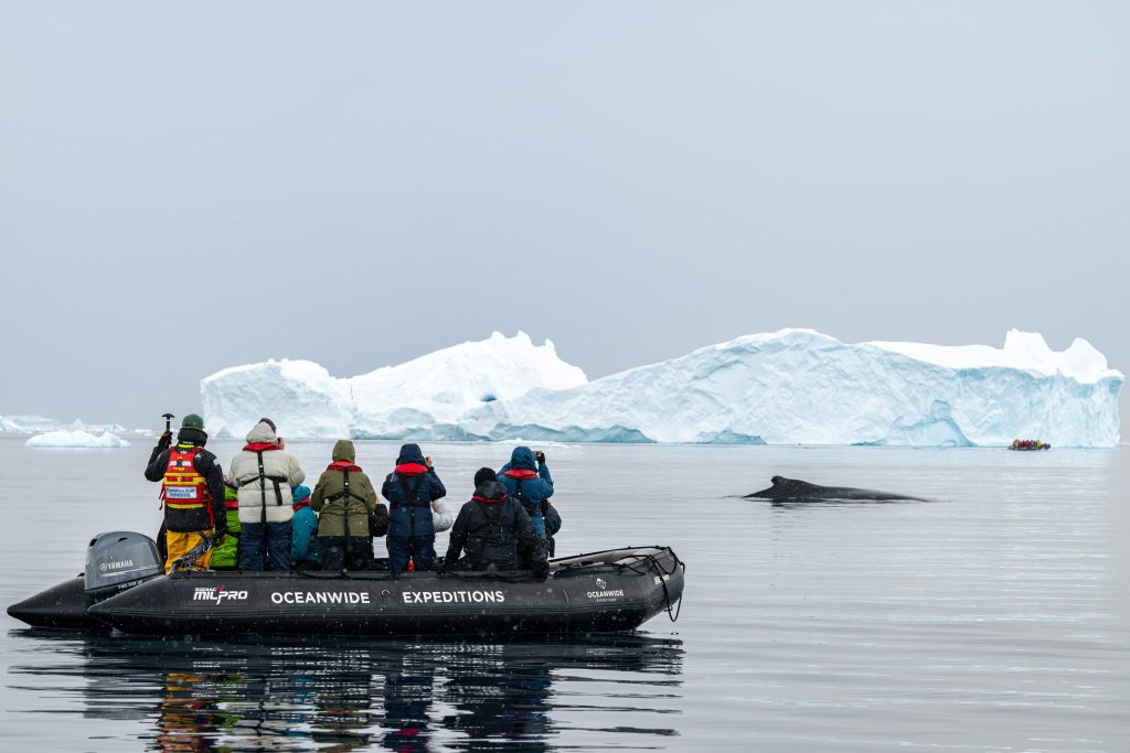 Guests in a zodiac watching a whale.