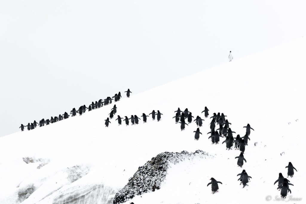 Penguins walking in a line on snow covered hill.