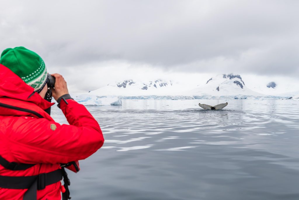 Person looking at a whale fluke through binoculars.