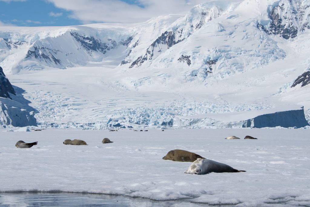 Seals on the fast ice in Antarctica.