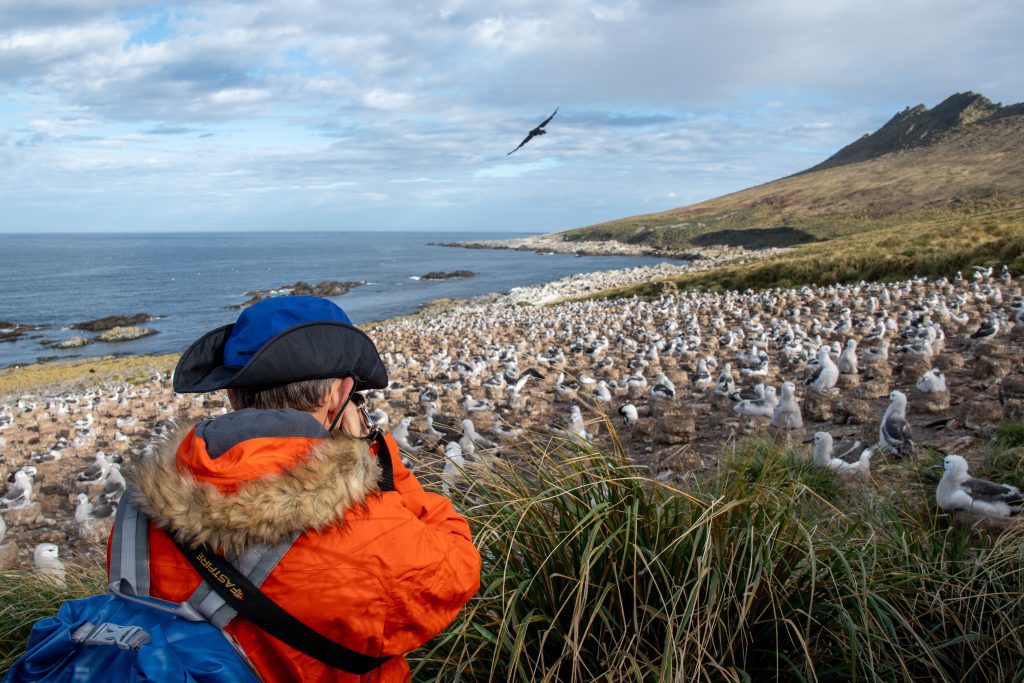 Guest taking photos of black browed albatross colony at Steeple Jason in the Falkland Islands.