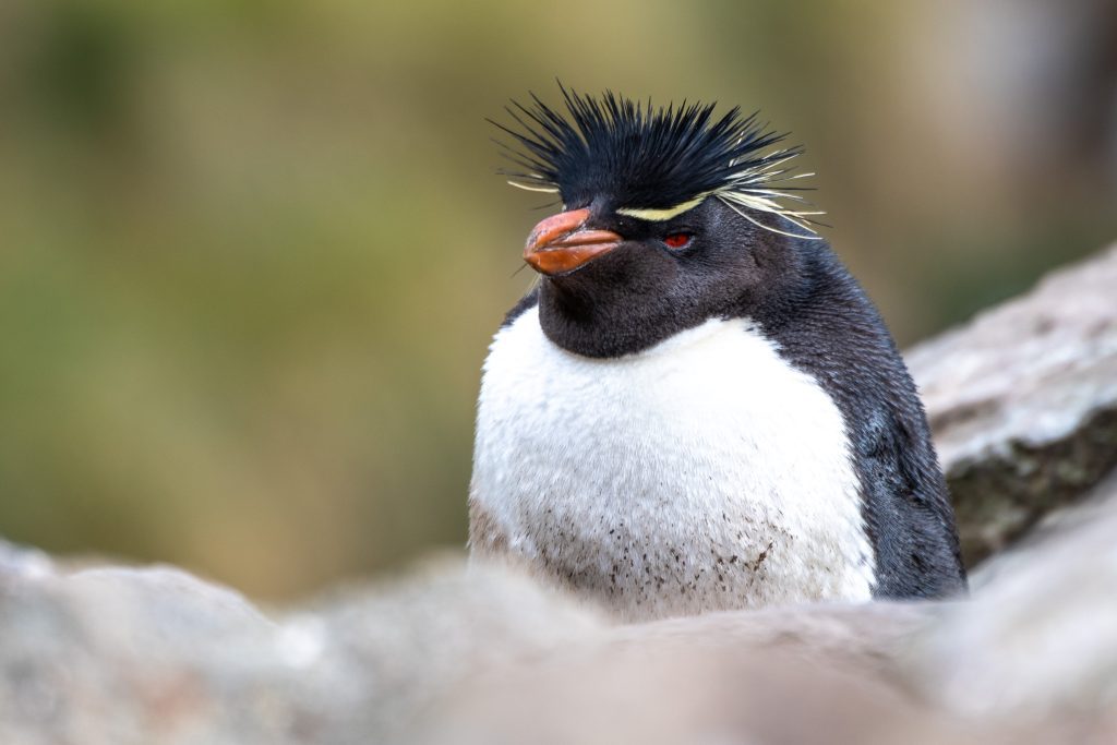A closeup of a rockhopper penguins face.