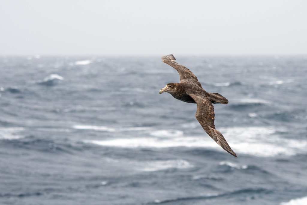 Giant petral soaring over the water.
