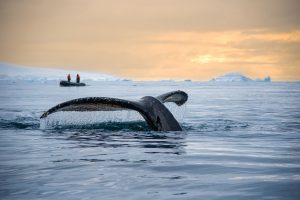 A humpback whale fluke just above the water with zodiac in background.
