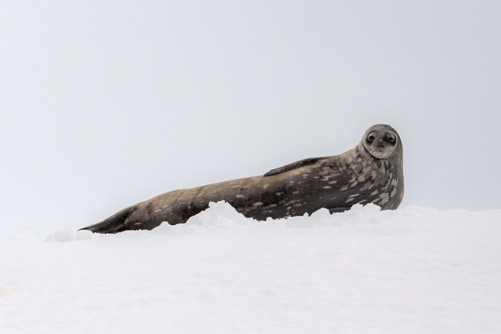 Weddell seal laying on the snow.