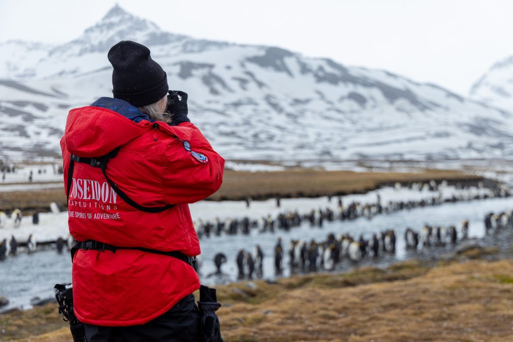 Person photographing king penguins.